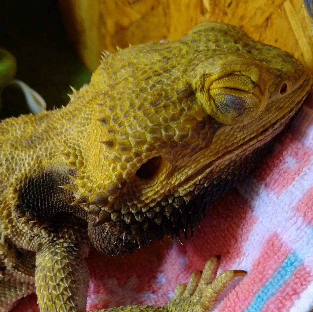 フトアゴヒゲトカゲ 病気 肺炎 - IMG 20220604 111555 745